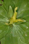 Yellow trillium